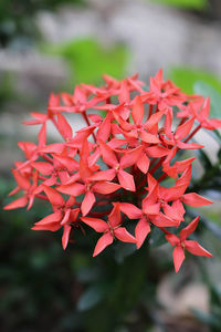 Close-up of red flowers