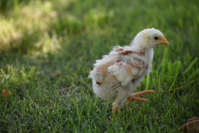 View of a bird on field