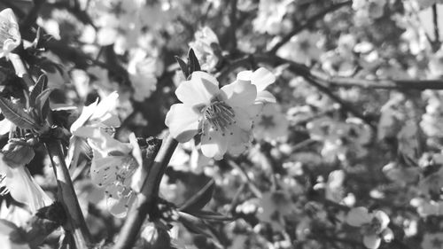 Close-up of flowers blooming outdoors