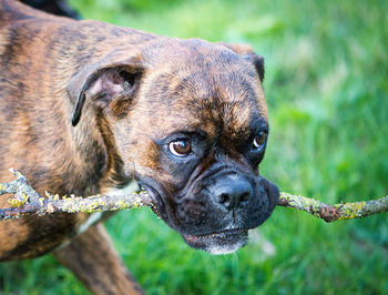 Close-up of dog carrying stick in mouth