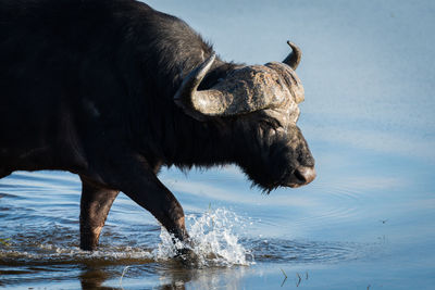 Cape buffalo walking in pond