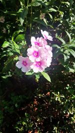 Close-up of pink flowering plant