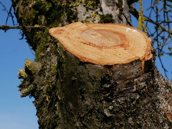 Close-up of mushroom growing on tree stump