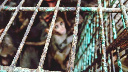 Portrait of man in cage
