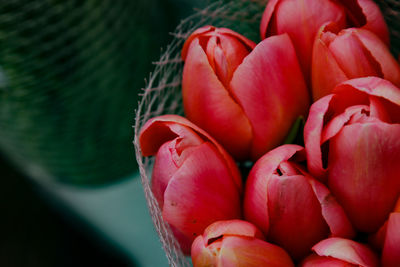 Close-up of red tulips