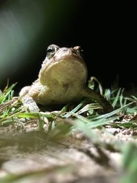 Close-up of lizard on plant at night