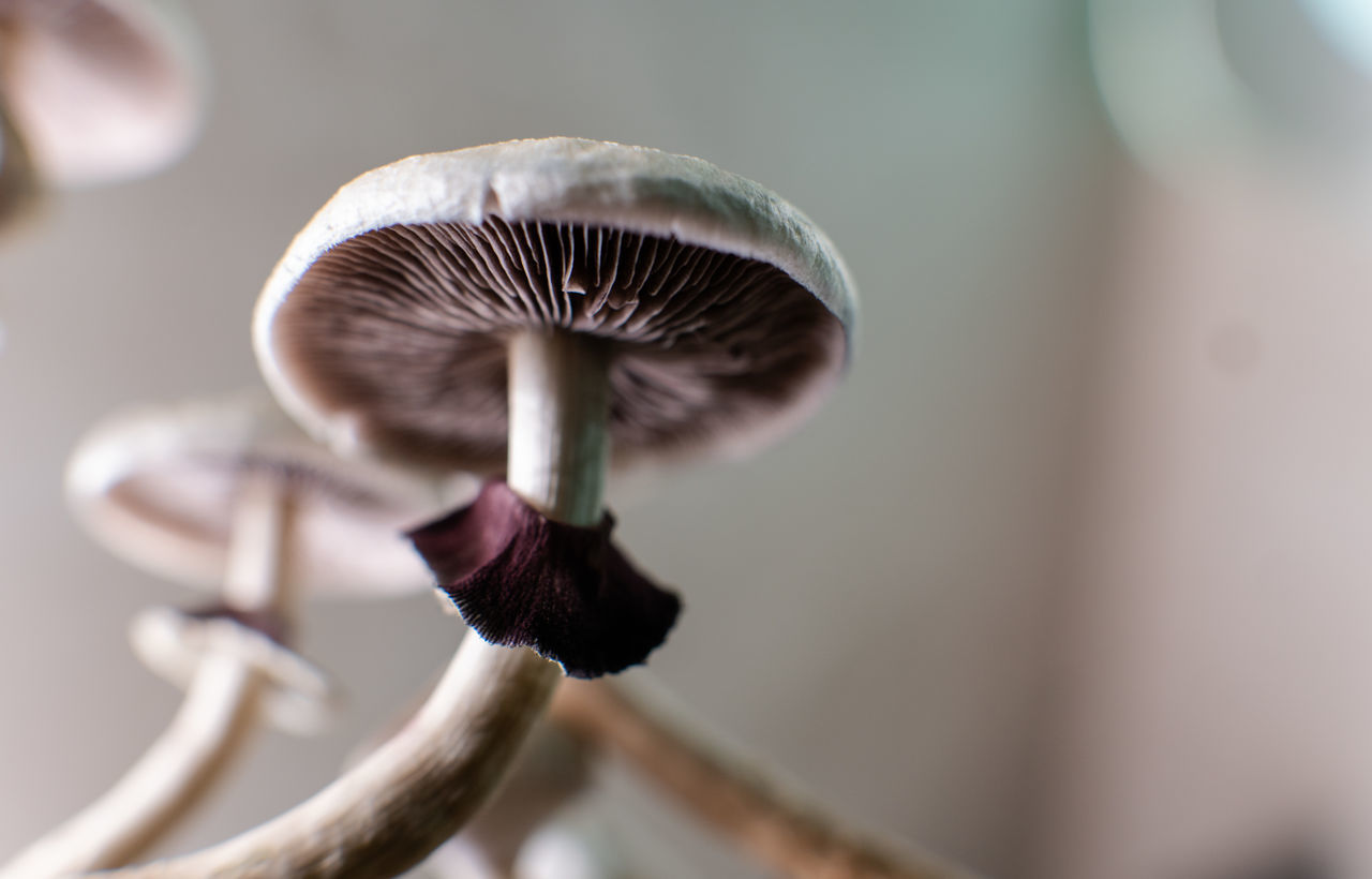 CLOSE-UP OF MUSHROOM GROWING IN PLANT