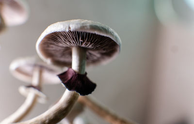 Close-up of mushroom growing outdoors