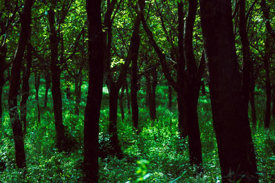 View of trees in forest