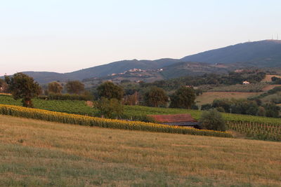 Scenic view of rural landscape