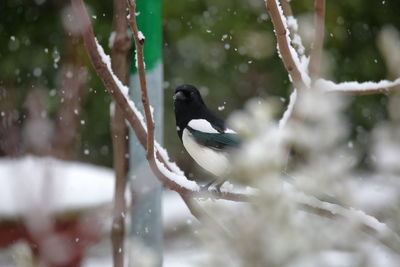 Close-up of bird perching on snow