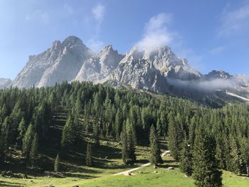 Scenic view of pine trees by mountains against sky