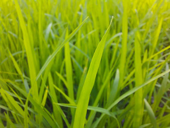 Full frame shot of crops growing on field