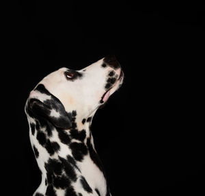 Dogs against black background