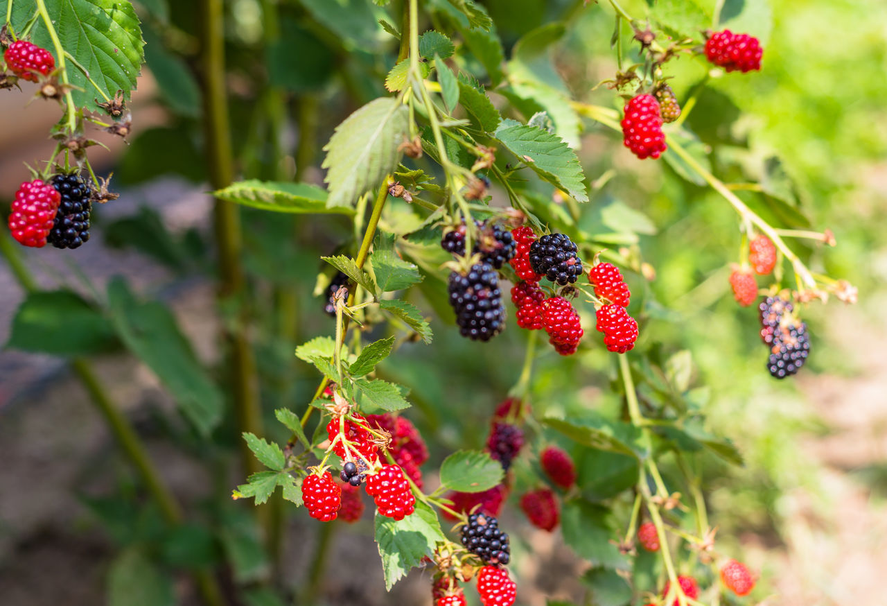 CLOSE-UP OF CHERRIES GROWING ON PLANT