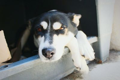 Close-up portrait of dog