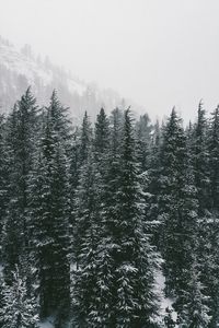 Trees against sky