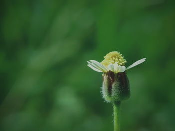 Close-up of insect on yellow flower