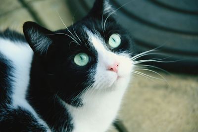 Close-up portrait of cat