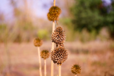 Close-up of dried plant on field