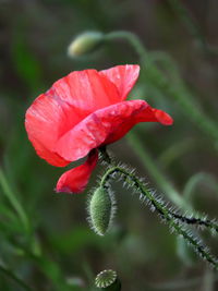 Close-up of red flowering plant