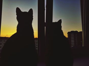 Silhouette cat against window at home