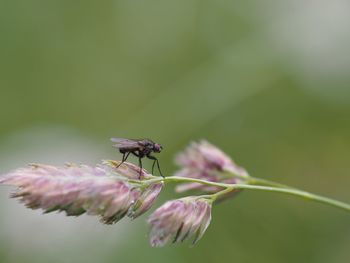 Close-up of insect on grass