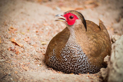 Close-up of a duck