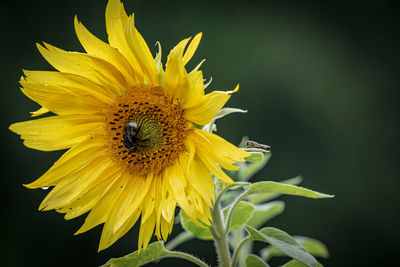 Close-up of insect on yellow flower