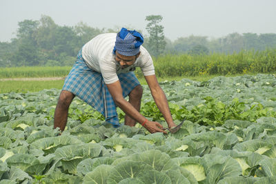 Farmer working in vegetable farm