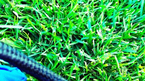 Full frame shot of grassy field