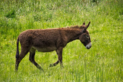 Side view of horse grazing on field