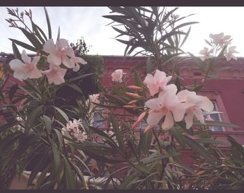 Close-up of pink flowering plant