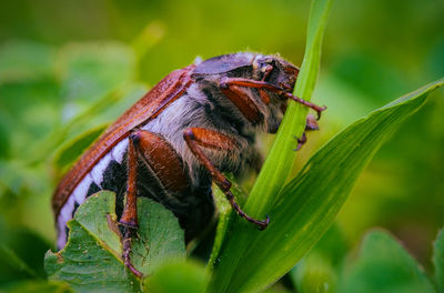 Close-up of insect on plant