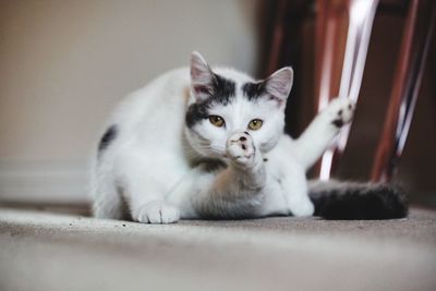 Portrait of kitten relaxing at home