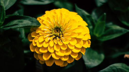 Close-up of yellow flowering plant