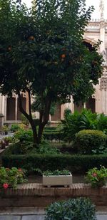 Potted plants in garden