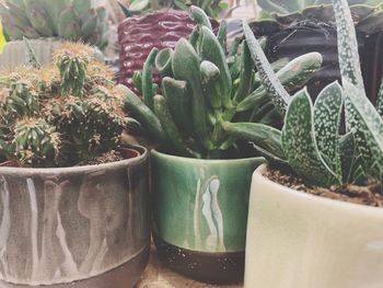 Close-up of succulent plant on table