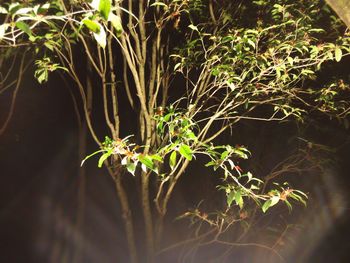 Close-up of plant