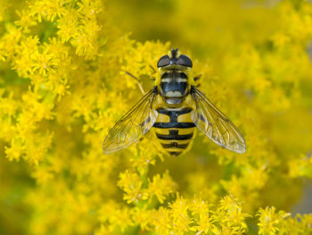 Close-up of insect on yellow flowers