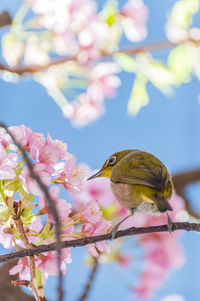 Close-up of bird perching on cherry blossom tree