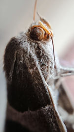 Close-up of insect