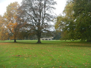 Trees in park