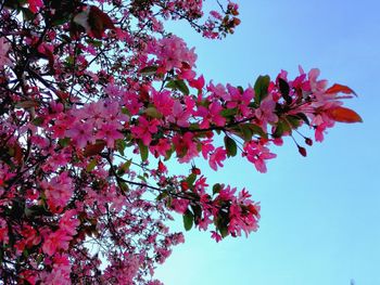 Low angle view of pink cherry blossoms in spring