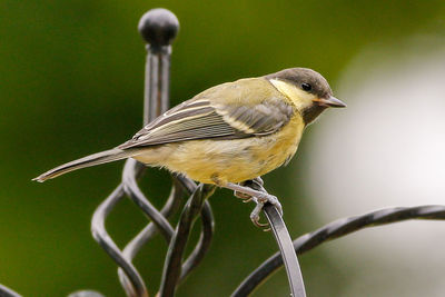 Close-up of bird perching outdoors