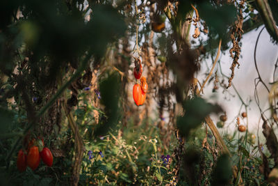 Close-up of fruits growing on tree