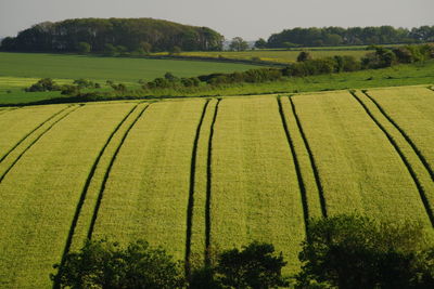 Scenic view of agricultural field