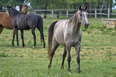 A group of young horses grazing in the evening. horses are grown on a horse stud farm.