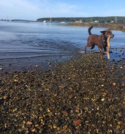 Dogs standing on beach