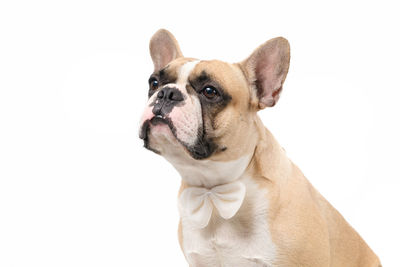 Close-up of a dog over white background